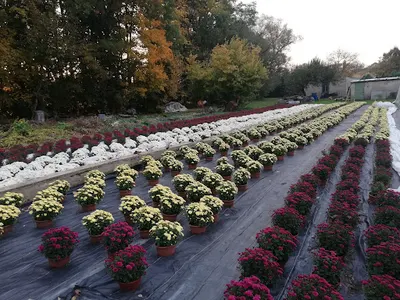 Ogrodnictwo Małgorzata i Stanisław Kolasa